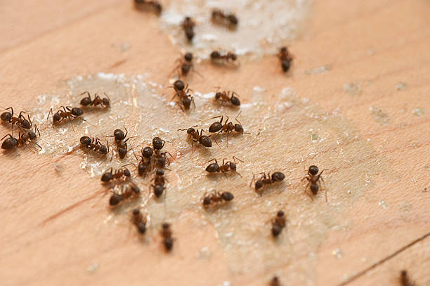 Best Termite Control Services  in Drexel, OH