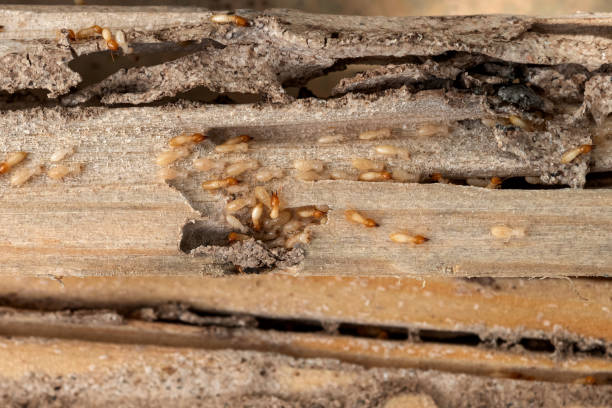 Best Insect Control  in Drexel, OH