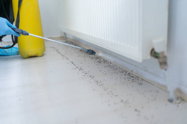 Best Rat Extermination Near Me  in Drexel, OH